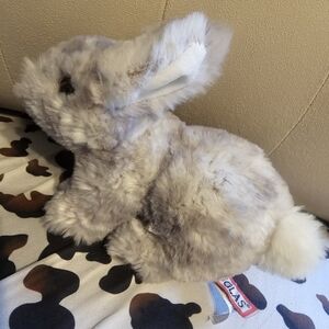 Douglas Grey Rabbit